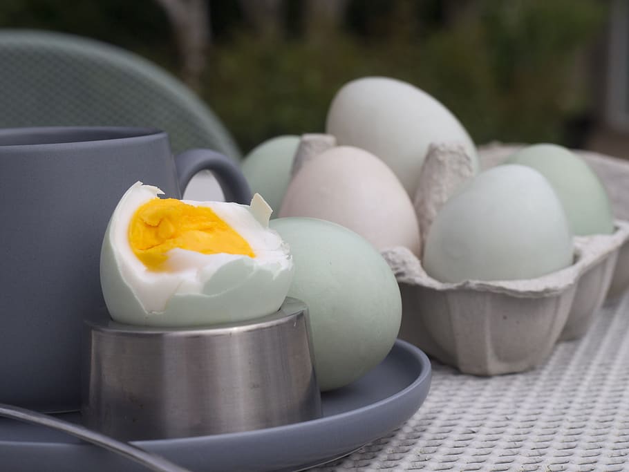 duck, eggs, breakfast, food, nature, yolk, food and drink, healthy eating HD wallpaper