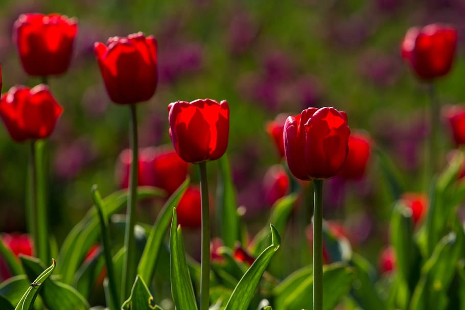 tulips, spring, light, colorful, red, flowers, macro, nature HD wallpaper