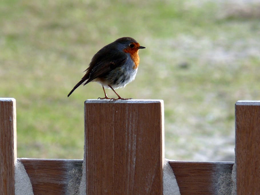 robin, spring, bird, birds, animal themes, animal wildlife HD wallpaper