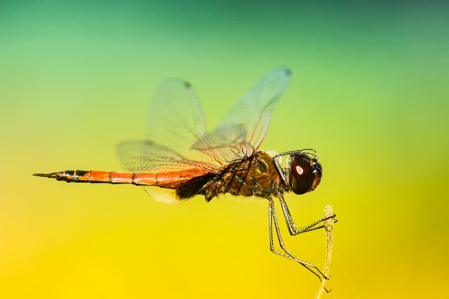 selective focus photo of brown dragonfly, macro photography of brown dragonfly HD wallpaper