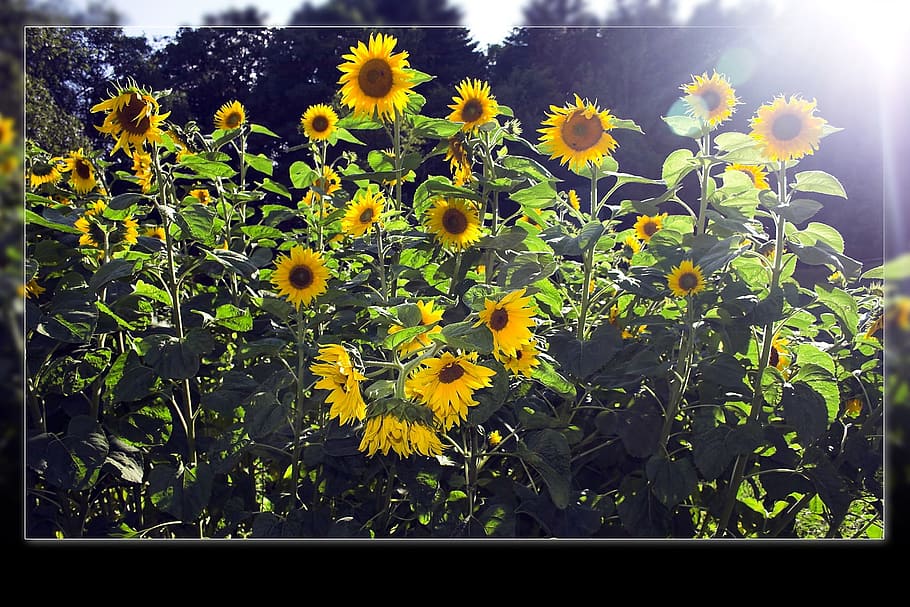 Sunflower, Sun, Rays, Plant, bloom, blossom, field, growth HD wallpaper