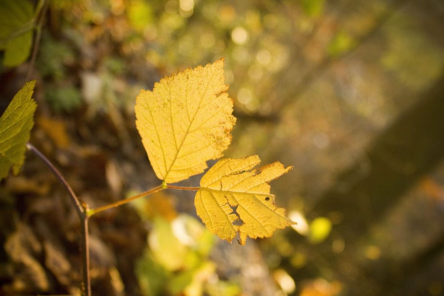 leaf, autumn, forest, leaves, plant, tree, fall color, golden HD wallpaper