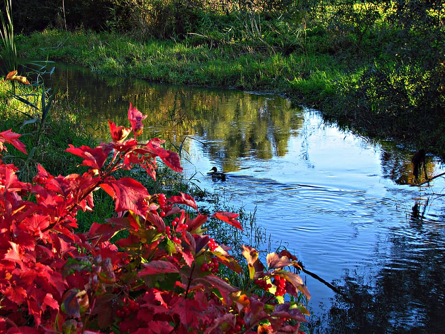 water, autumn, duck, landscape, tree, foliage, river, nature, HD wallpaper