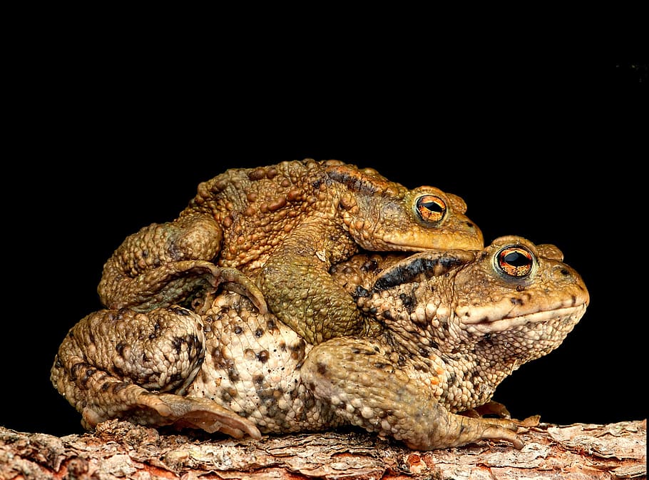 piggyback, toad, frog, bufonidae, bufo amplexus, pairing, couple