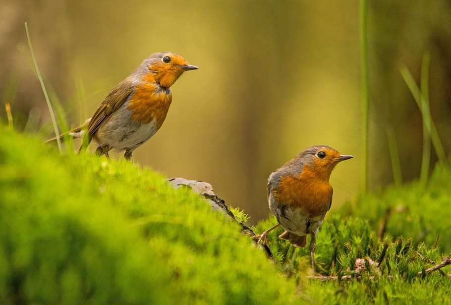 two brown birds perching on twig, robin, nature, forest, green color HD wallpaper
