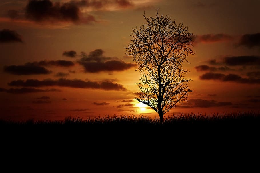 landscape, meadow, tree, sunset, lighting, nature, sky, tranquility HD wallpaper