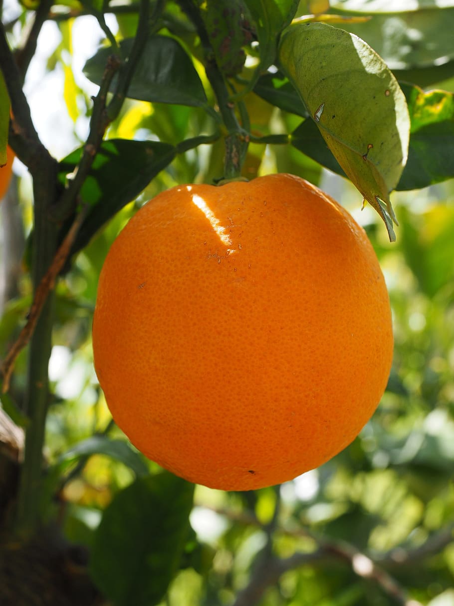 Orange, Fruit, Orange Tree, Citrus, citrus fruit, periwinkle HD wallpaper