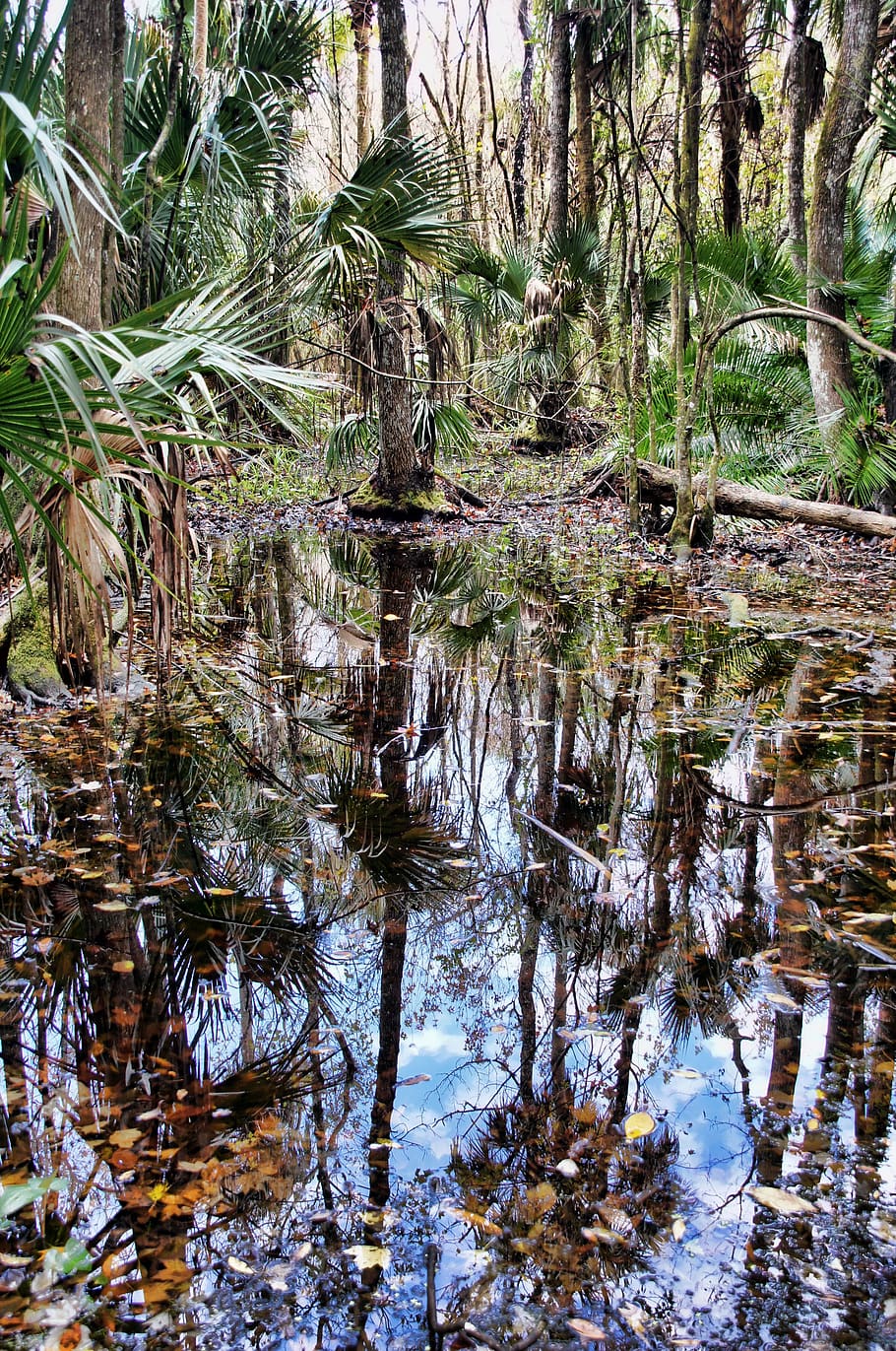 florida, highlands hammock state park, jungle, swamp, green, HD wallpaper