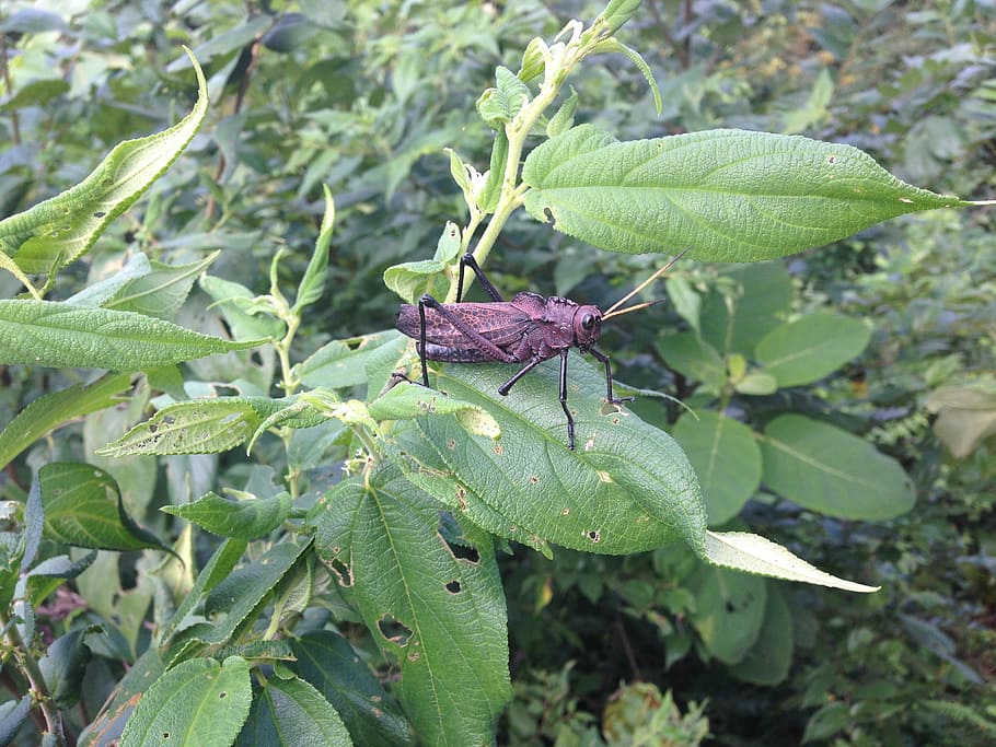 Grasshoppers, Brown, Insects, Bugs, gardens, greenery, leaves HD wallpaper