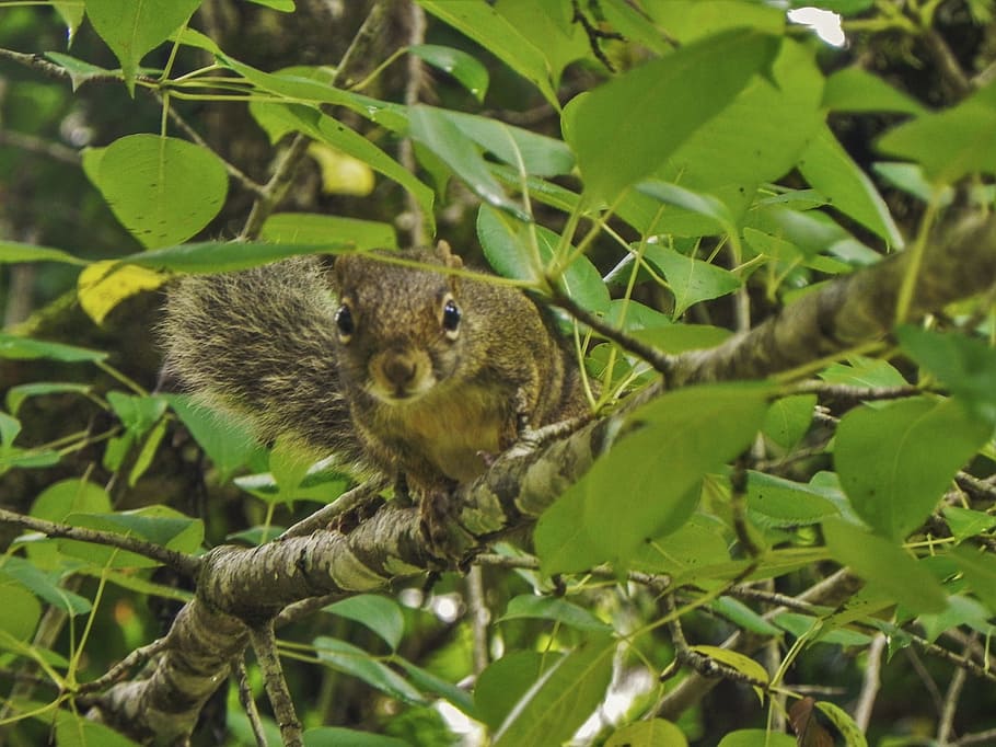 nature, squirrel, tree, animal, wildlife, cute, forest, natural HD wallpaper