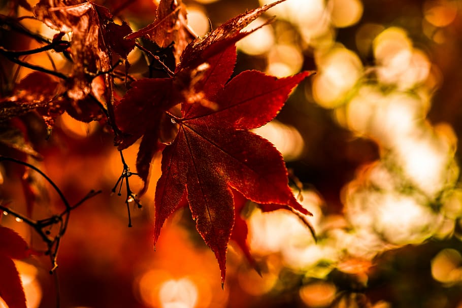 macro shot photo of red leaf, selective focus photo f red maple leaf HD wallpaper