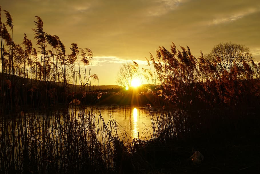 sunset, lake, reed, sky, tranquility, beauty in nature, tranquil scene HD wallpaper