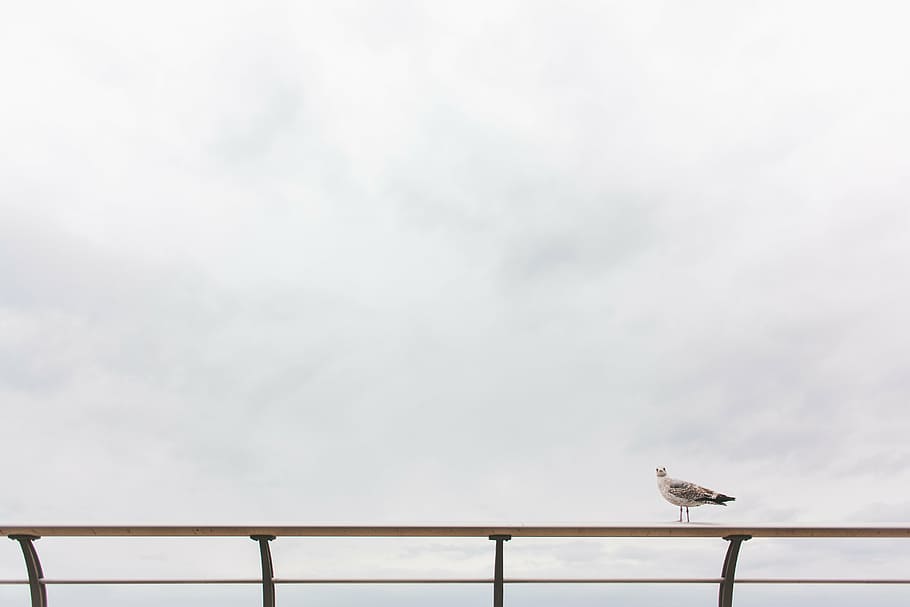 seagull, bird, sitting, railing, nature, animal, wildlife, seabird HD wallpaper