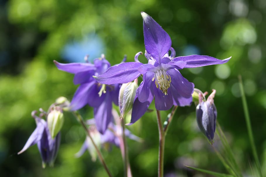 columbine, spring, violet, flower, blossom, bloom, flower garden HD wallpaper