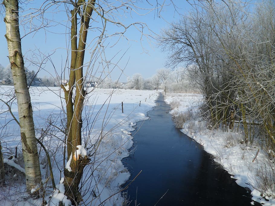 winter, bach, cold, water, wintry, snow, nature, tree, plant HD wallpaper