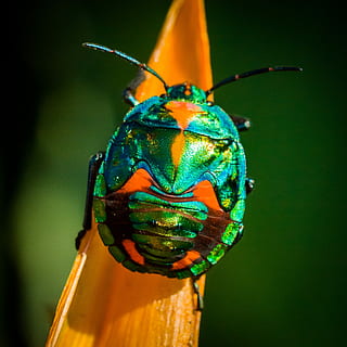 green and orange bug, macro photography of green June beetle HD wallpaper