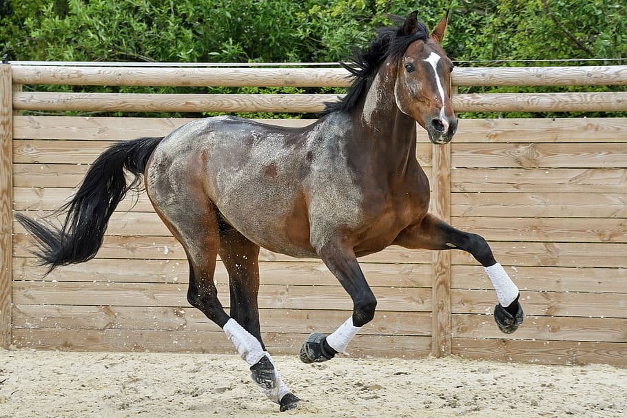 brown and white horse running on field, play, stallion, animal HD wallpaper