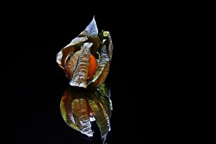physalis, fruit, healthy, vitamins, decoration, tasty, food HD wallpaper