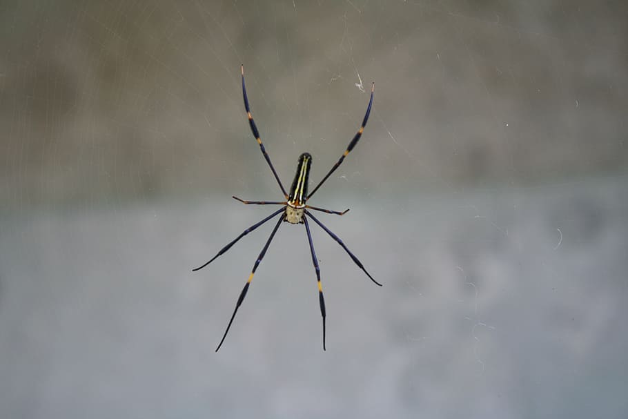 spider, bali, gray, spider Web, insect, nature, arachnid, animal HD wallpaper
