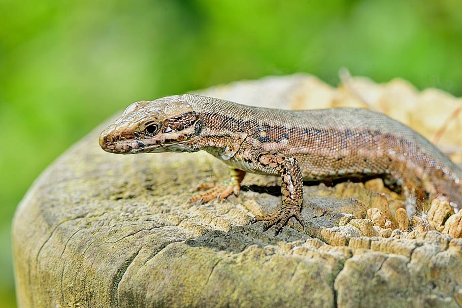 nature, lizard, grass, reptile, animals, fauna, reptiles, eye HD wallpaper