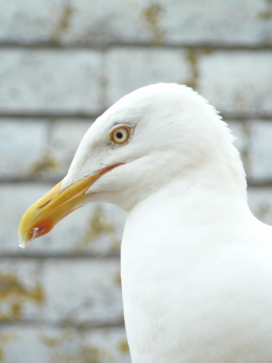 seagull, close, head, beak, bird, animal, nature, white, wildlife HD wallpaper