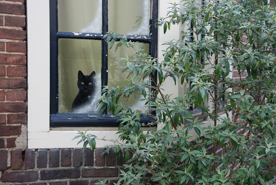 short-coated black cat, Pet, Mammal, Window, Winter, curious HD wallpaper