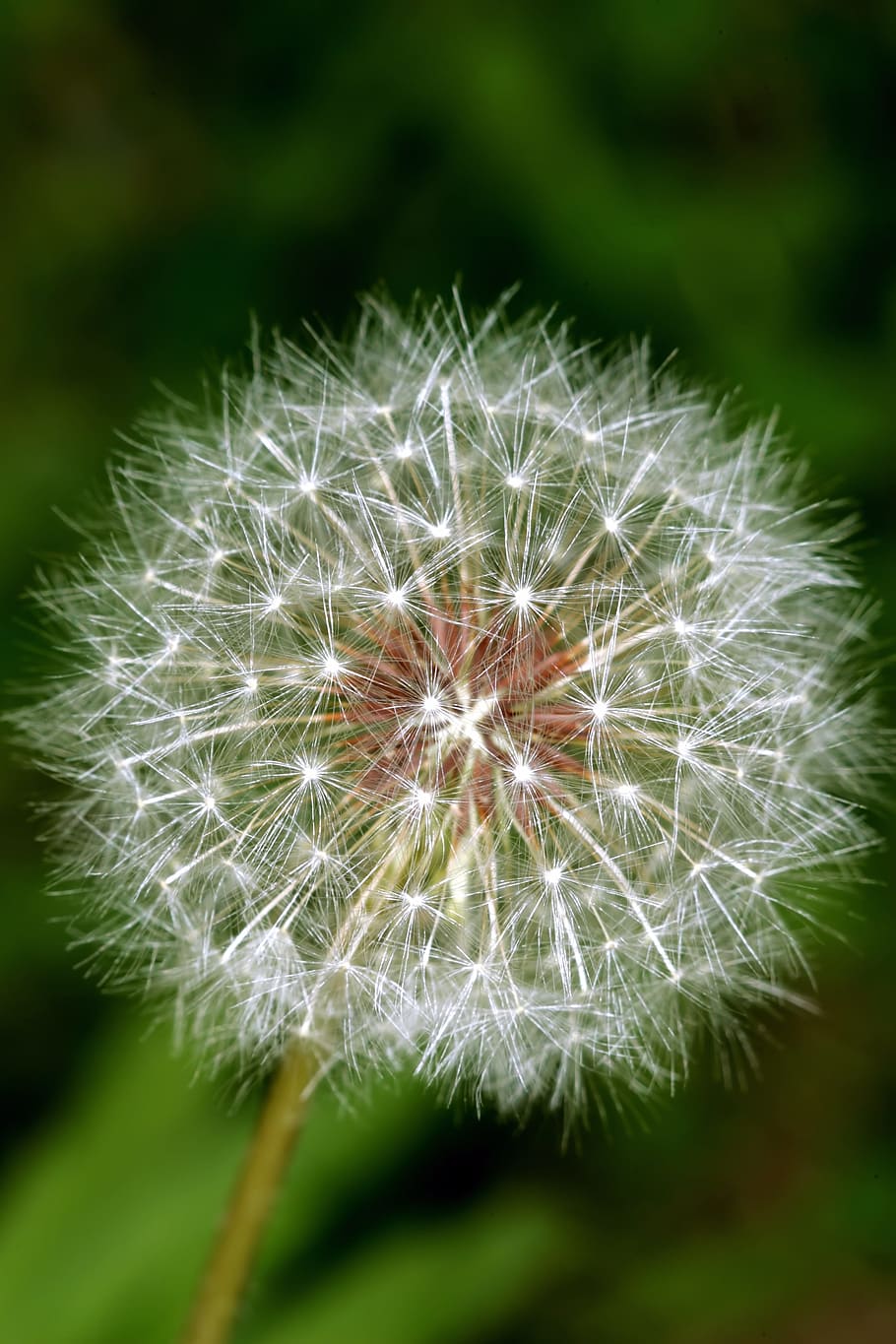 HD wallpaper: Dandelion, Spores, Plants, dandelion spores, flower ...