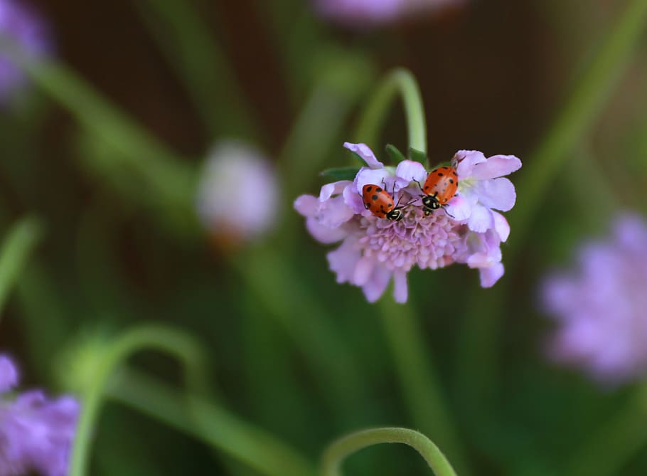 bug, insect, ladybug, couple, beetle, macro, wildlife, flower HD wallpaper
