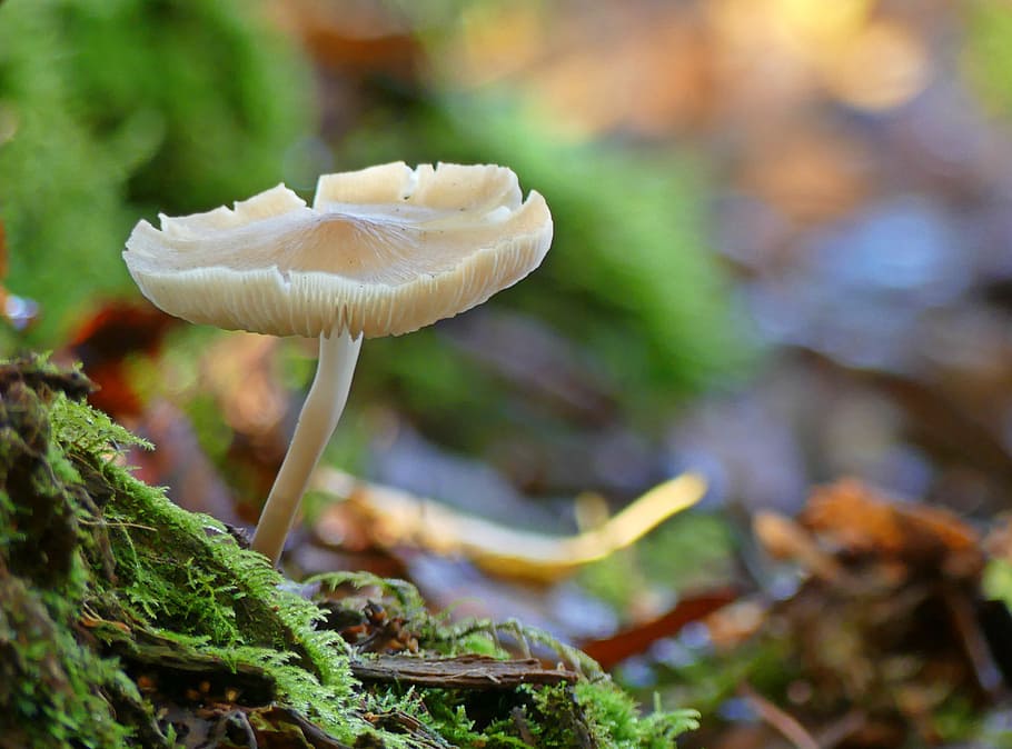 mushroom, forest, forest floor, moss, autumn, nature, bemoost HD wallpaper