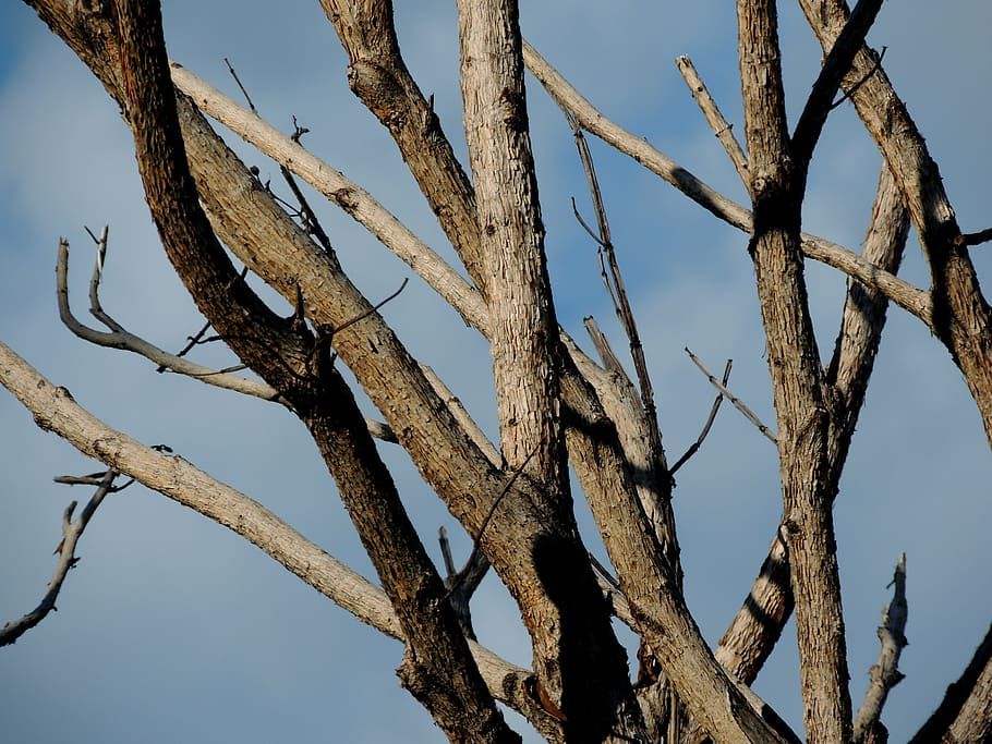 dry tree, twigs, autumn, landscape, nature, trees, old tree HD wallpaper