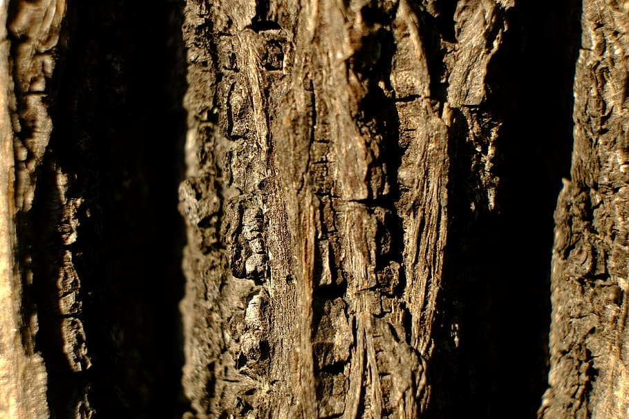 tree, bark, log, nature, structure, brown, pattern, of course HD wallpaper