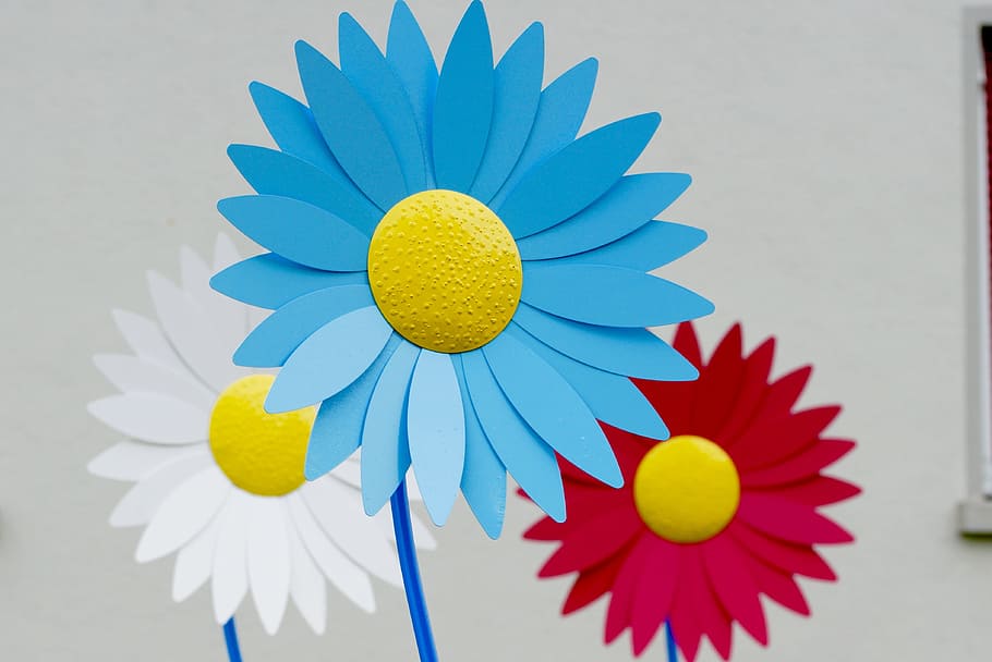 flower, form, margarithe, art, color, multi colored, indoors HD wallpaper
