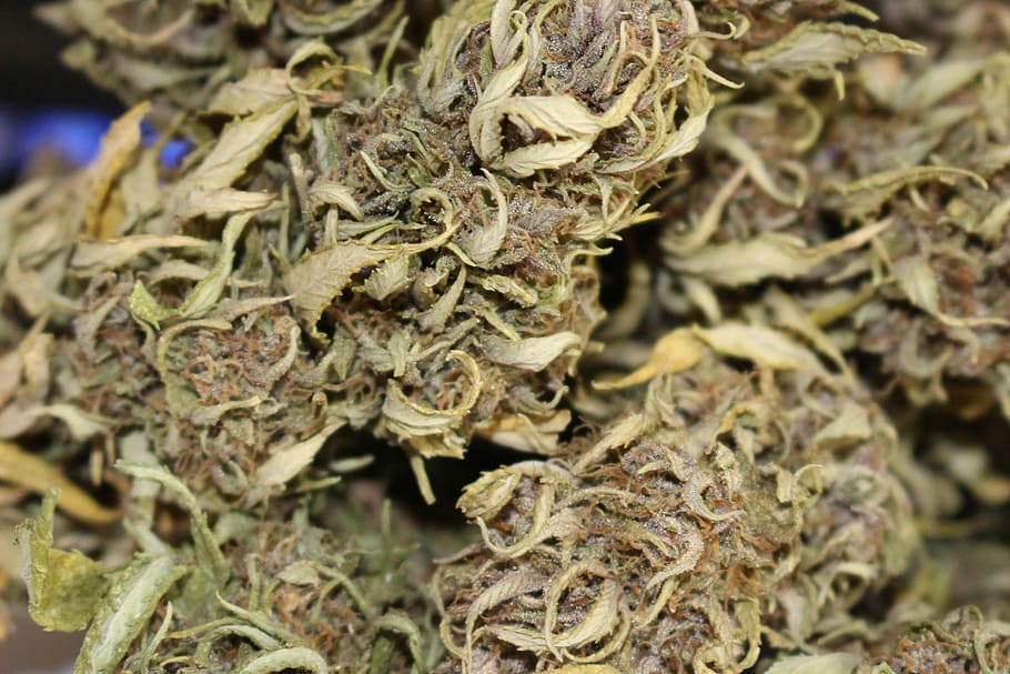green cannabis buds, marijuana, weed, natural, medical, drug, HD wallpaper