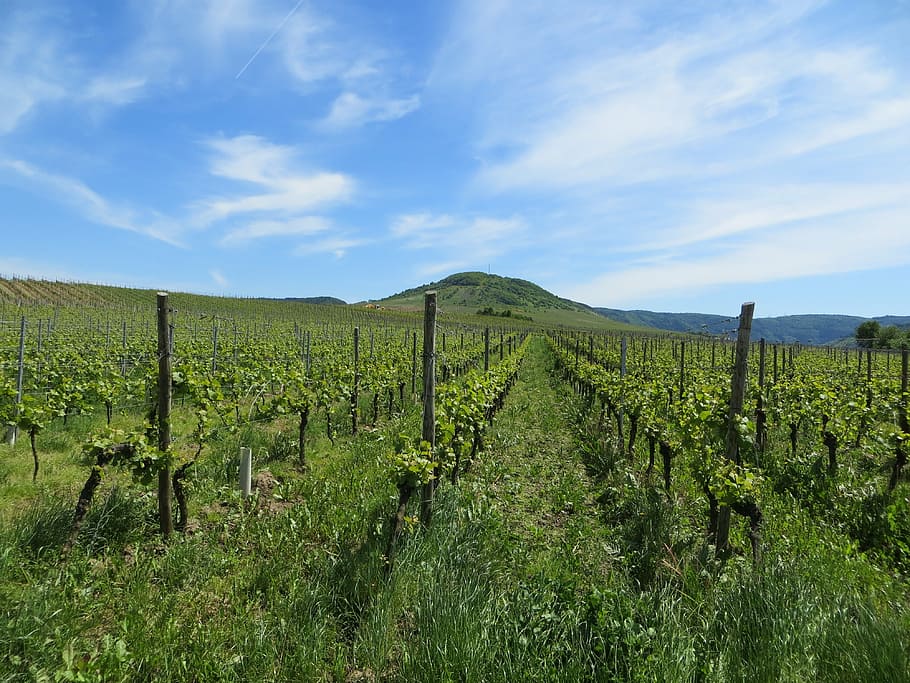 vineyards, grapes, read, vines, fruits, perennials, wine, vines stock