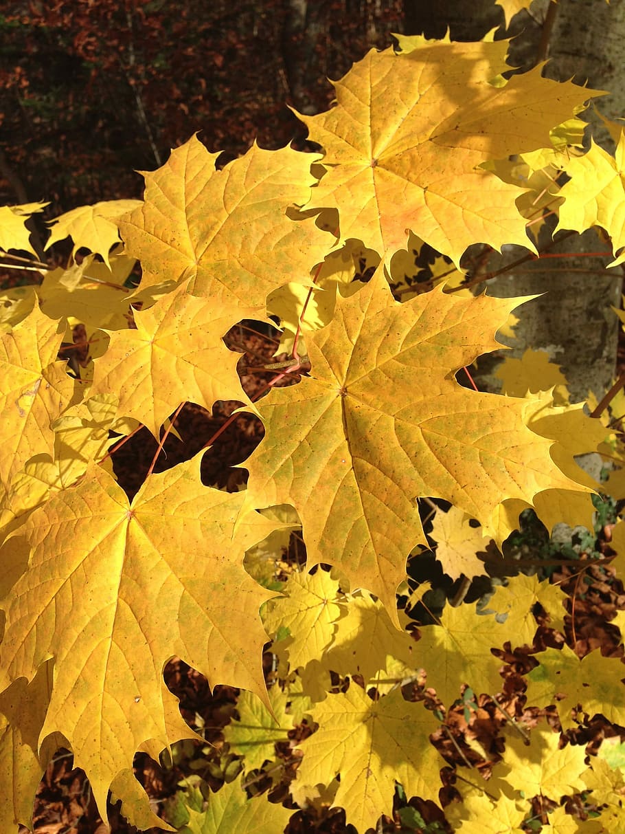 Maple, Leaf, Yellow, autumn, change, outdoors, nature, plant part HD wallpaper