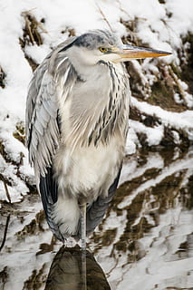 gray and white bird near snow, heron, grey heron, fish eater HD wallpaper