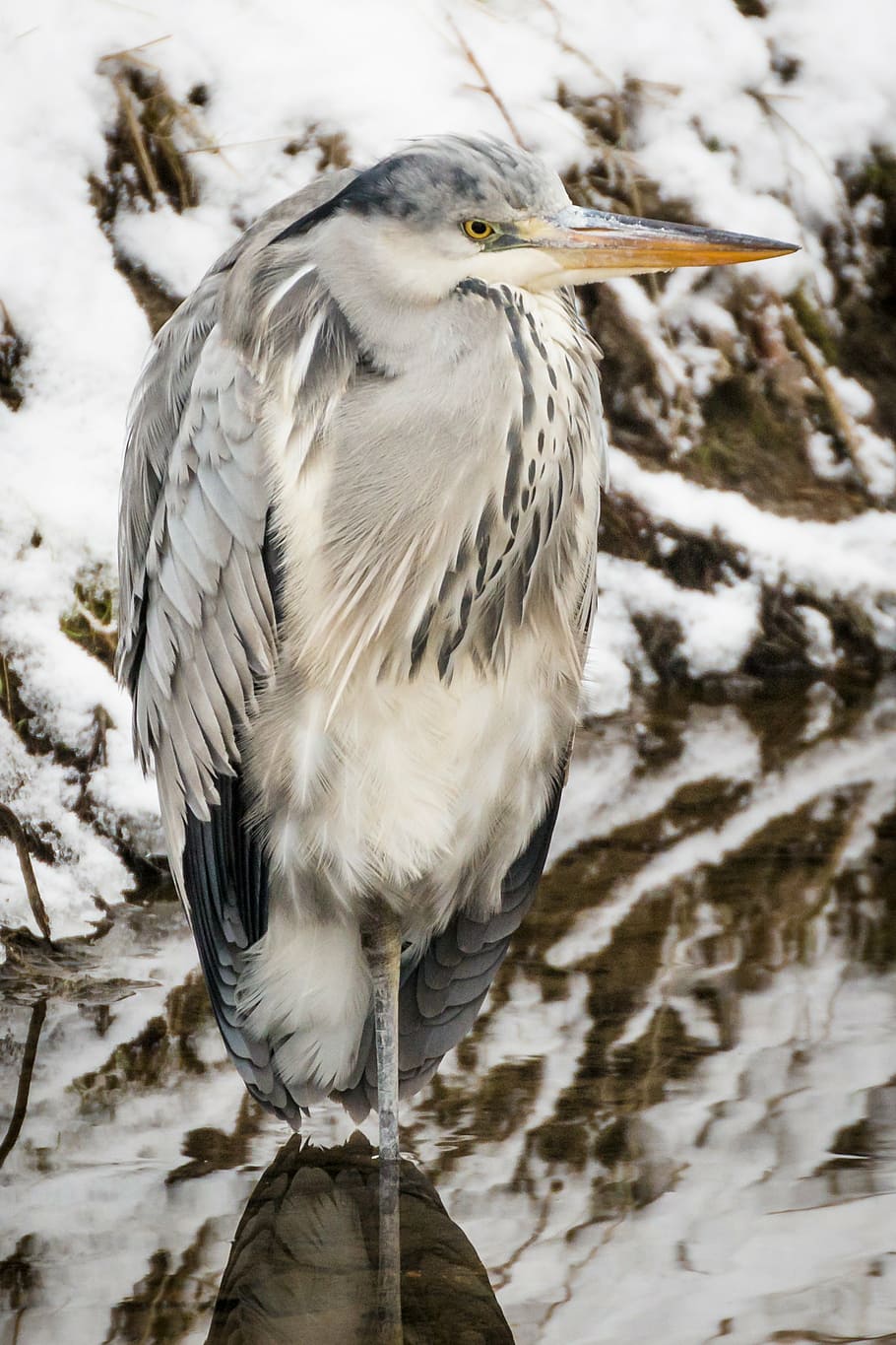 gray and white bird near snow, heron, grey heron, fish eater HD wallpaper