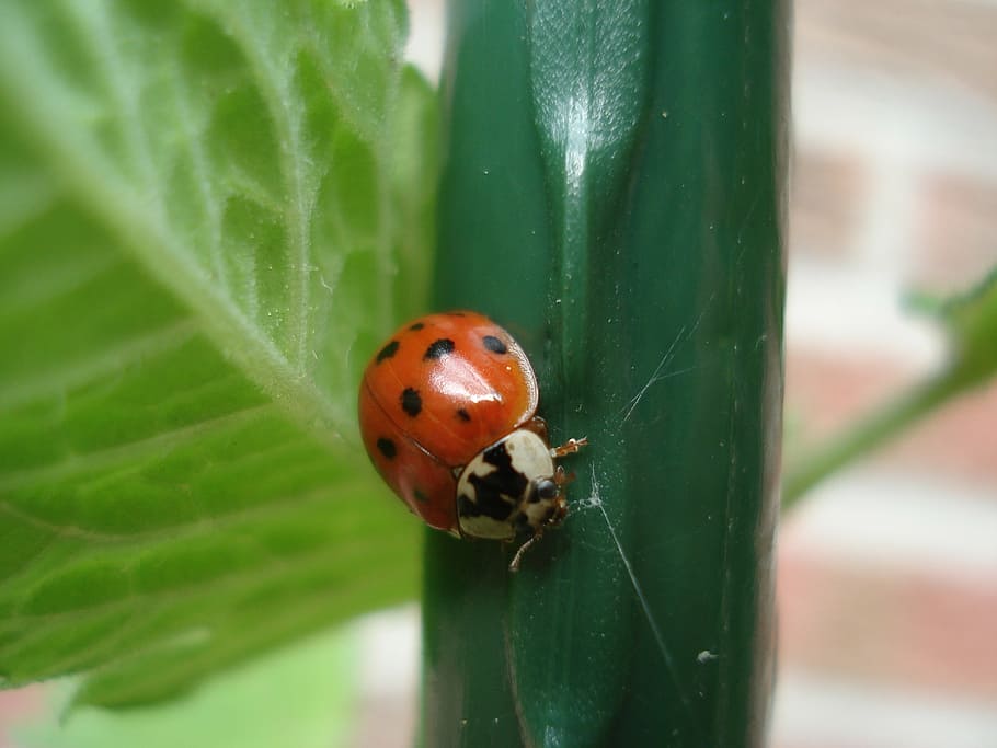 ladybug, nature, animals, invertebrate, insect, animal themes HD wallpaper