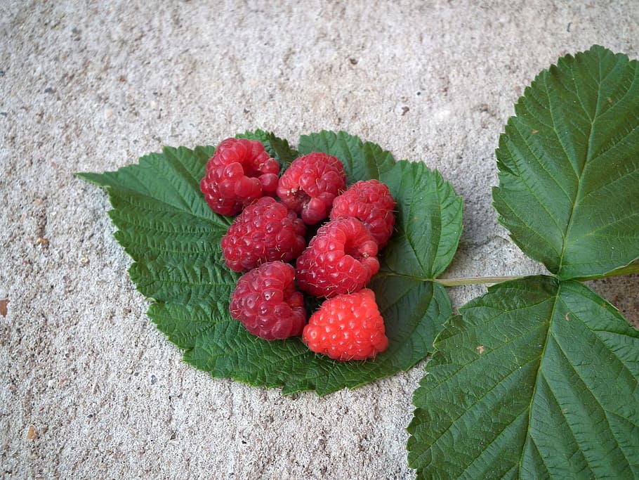 berry, raspberry, fruit, red, sweet, fresh, a lot, leaves, closeup HD wallpaper