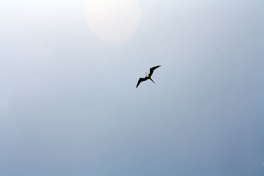 bird flying, extended wings, i plan to, blue sky, animal wildlife, HD wallpaper