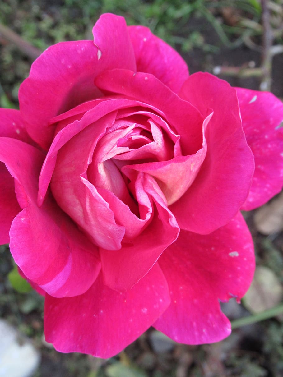garden, rose, petals, flowering plant, beauty in nature, pink color HD wallpaper