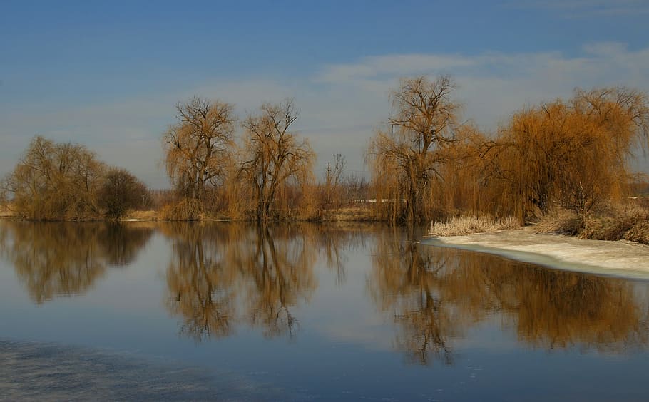willow, reflection, water, landscape, yellow, tree, lake, tranquility HD wallpaper