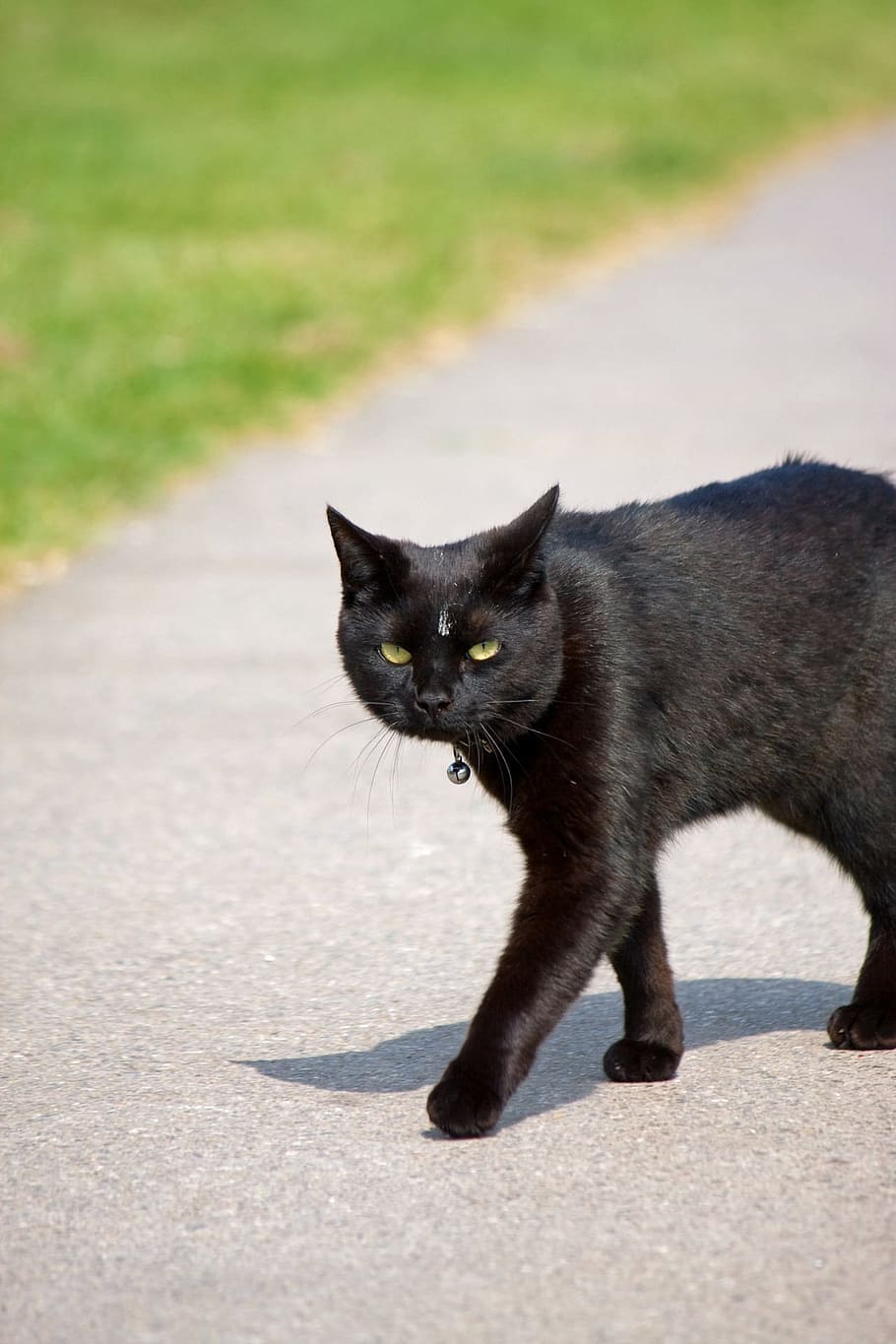 black cat walking on concrete pavement, kitty, photo, image HD wallpaper