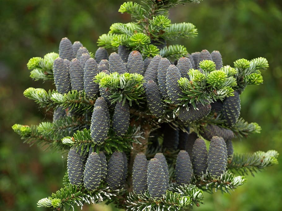 june, green, forest, tree, nature, spring, coniferous, garden HD wallpaper