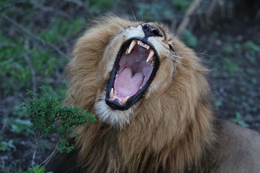 Lion, Roaring, Zoo, Mouth, Open, Teeth, mouth open, dangerous, HD wallpaper
