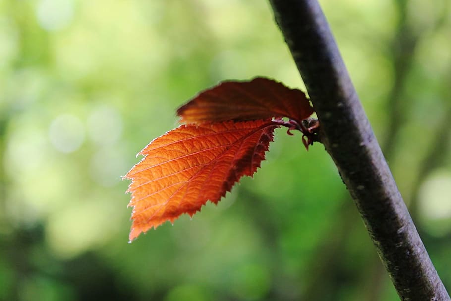 branch, leaf, nature, spring, tree, green, forest, garden, red HD wallpaper