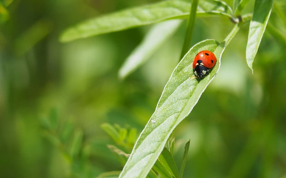 nature, insects, ladybug, macro, animal themes, animal wildlife HD wallpaper