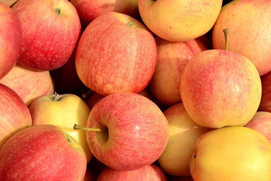 apples, fall, harvest, fruit, food, autumn, seasonal, nature HD wallpaper