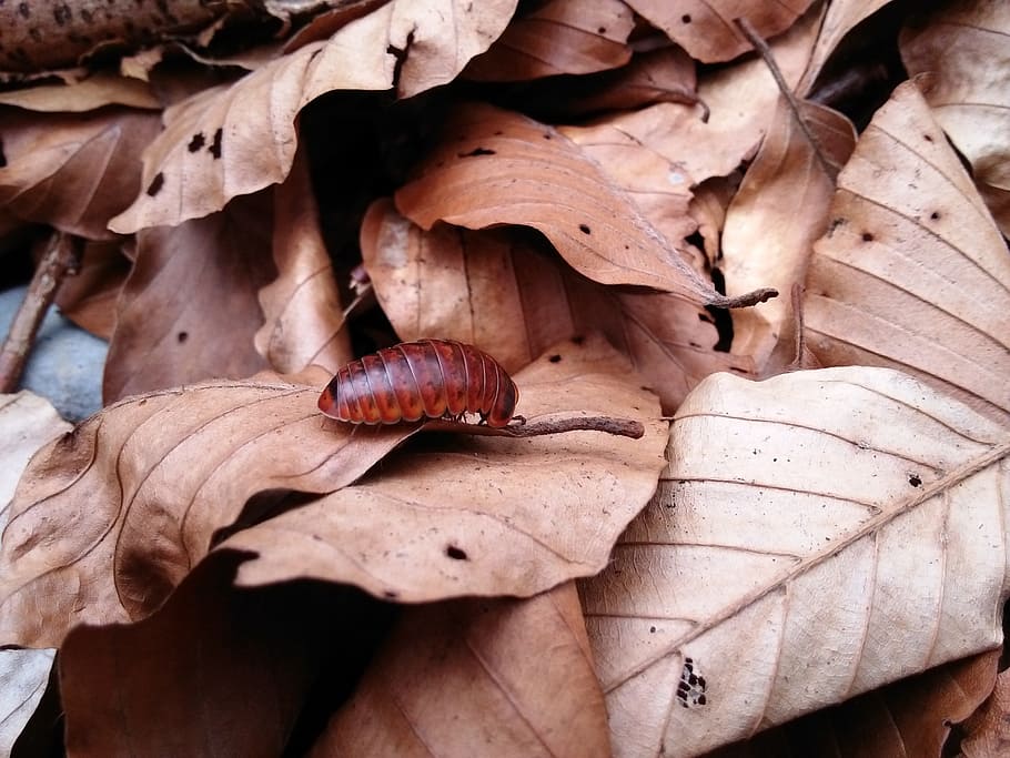 Glomeris Marginata, Forest, Leaf, Autumn, forest leaf, animal themes HD wallpaper