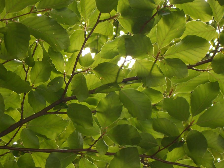 beech, park, nature, leaf, tree, green Color, forest, plant HD wallpaper